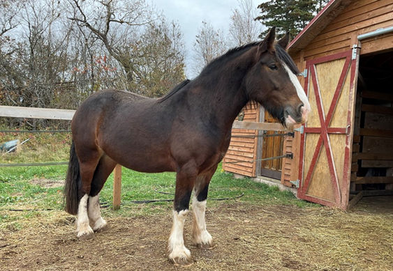 MacKenzie & Arès  -  6 ans et 7 ans  -   Île du Prince Edouard