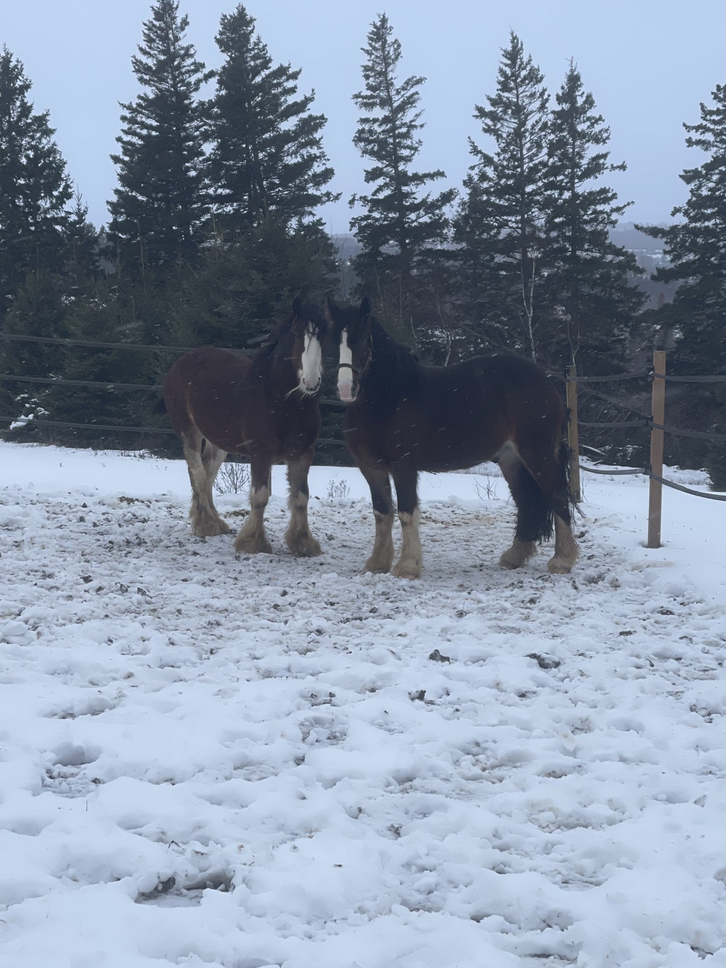 MacKenzie & Arès  -  6 ans et 7 ans  -   Île du Prince Edouard