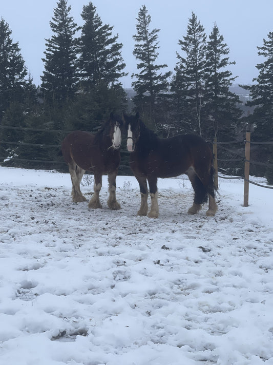 MacKenzie & Arès  -  6 ans et 7 ans  -   Île du Prince Edouard