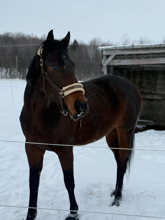 Java  -  3 ans  -  rive sud de Montréal