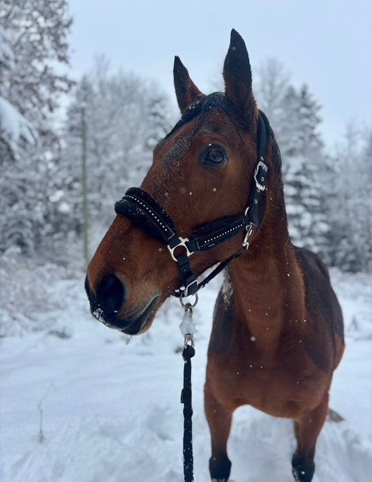 Daisy  -  9 ans  -  Outaouais