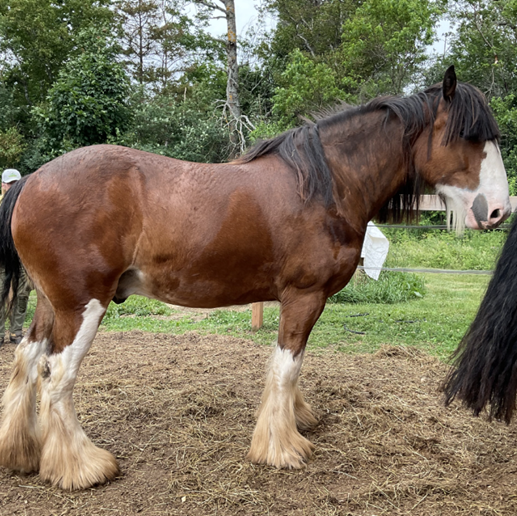 MacKenzie & Arès  -  6 ans et 7 ans  -   Île du Prince Edouard