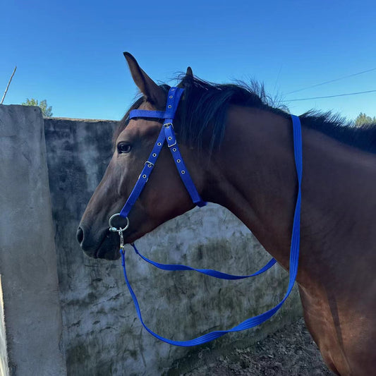 Halter with bit and reins