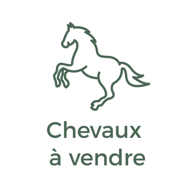 Chevaux à vendre